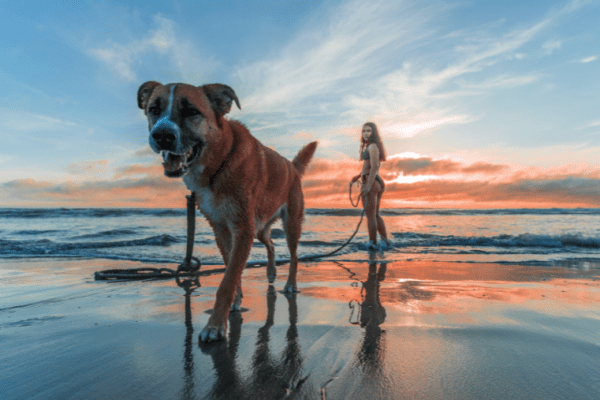 Catalonië: de mooiste stranden toegestaan ​​voor honden