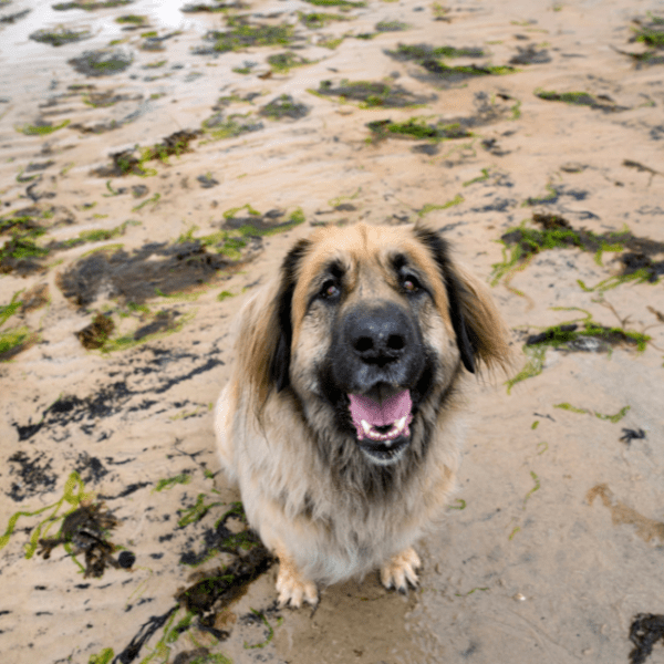 Plage Escollera Norte avec son chien en Espagne