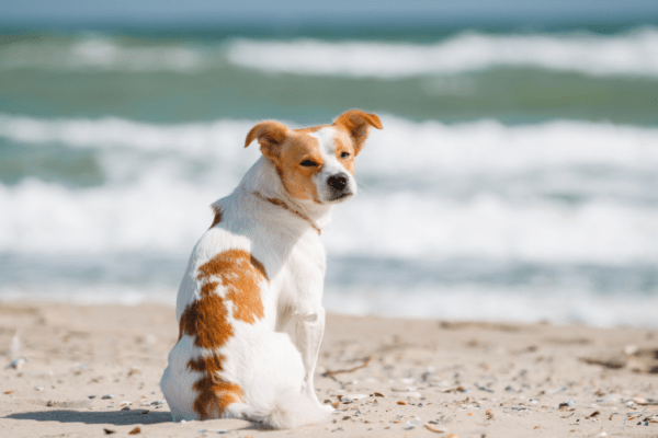 Playa Canina de Cabañas