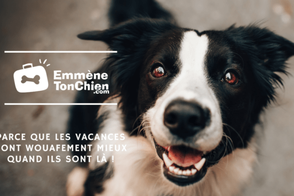 itinéraire de voyage avec un chien clé en main