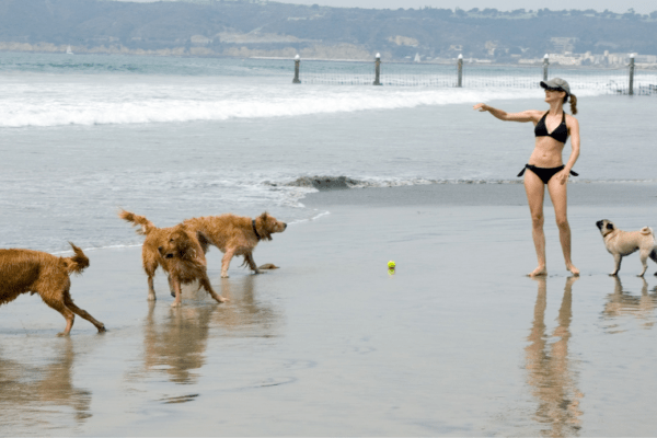 Murcie et Andalousie : les plages acceptant les chiens