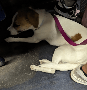 Met je hond in de trein: de regels, adviezen en tips om te weten, getuigenis van Lulia en haar hond Bianca, emmenetonchie.com