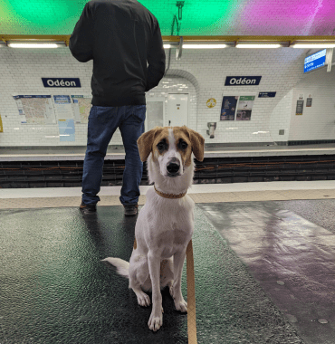 le témoignage de Julia avec sa chienne Bianca dans le métro