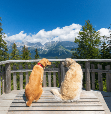 Vakantie in Oostenrijk met uw hond, op vakantie naar het buitenland met uw hond, emmenetonchien.com