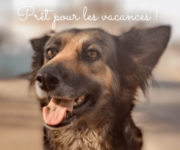 chien heureux qui tend l'oreille car accepté pour la visite du pays de la loire, les ruines, châteaux, musées, dans le grand-est, à Paris et dans les lieux historiques