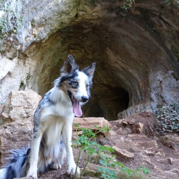 visite de la grotte du Hibou avec son chien