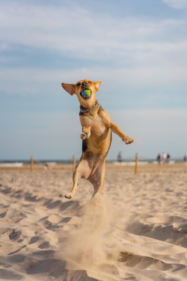 perro jugando en la playa en Italia
