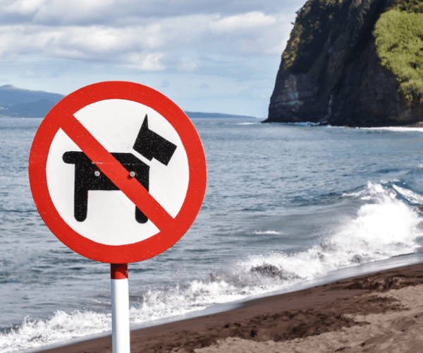 Pourquoi les chiens sont-ils refusés sur les plages ?