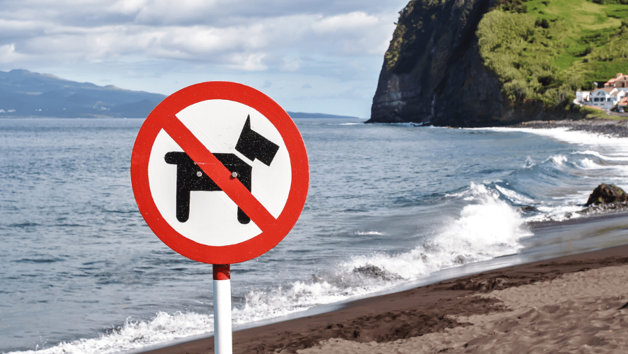 Why are dogs not allowed on the beaches?