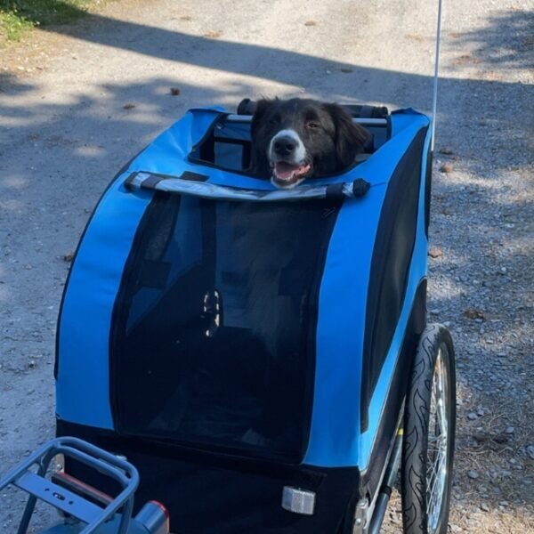 chien dans une remorque pour chiens au camping les tilleuls dans la Somme