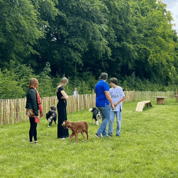 chiens dans le toutoupark du camping les tilleuls dans la Somme
