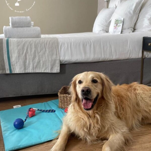 Chien à l'hôtel Flaubert à Rouen. Tapis avec jeux et friandise.