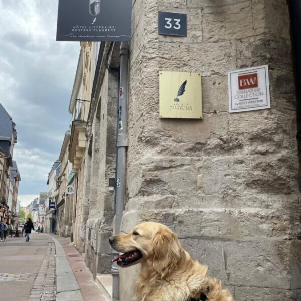 Chien devant l'hôtel Littéraire Gustave FLaubert