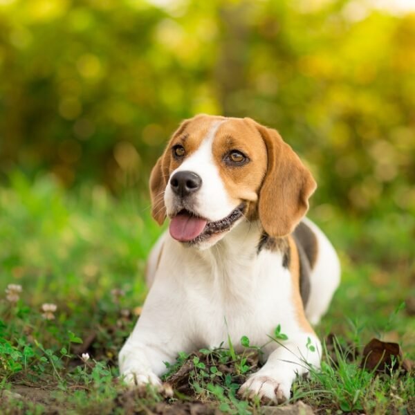 Chien acceptés dans le Gite La Janne en Charente Maritime à Saujon en Nouvelle Aquitaine