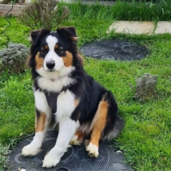 Chiens acceptés au Gîte La Belle au Calme dans la Forêt d'Argonne dans la Meuse en Grand Est à Futeau