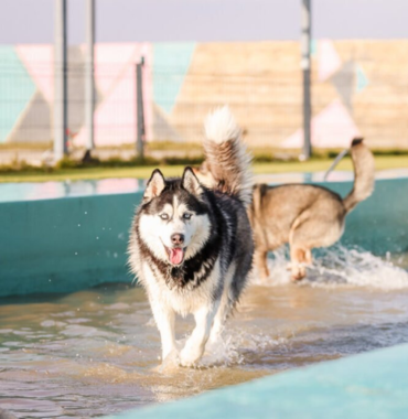 chien husky dans la piscine du Doogo Club en Alsace