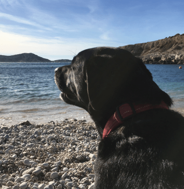 some beaches available for swimming in the Calanques with your dog