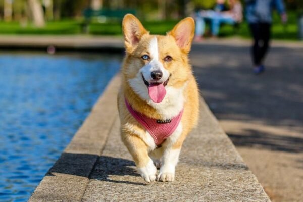 Trust Resort Canino – Parc aquatique canin