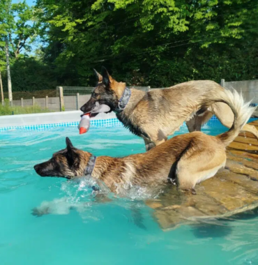 Deux chiens jouent dans la piscine pour chien de Sens dans l'Yonne