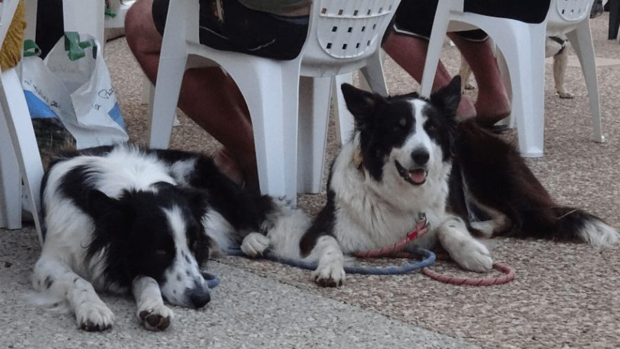 Merienda para perros en el camping Port de Moricq