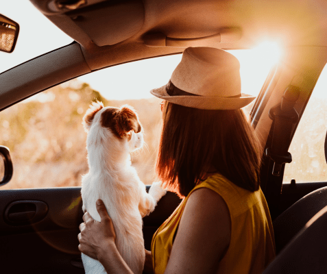 viaje organizado con un perro