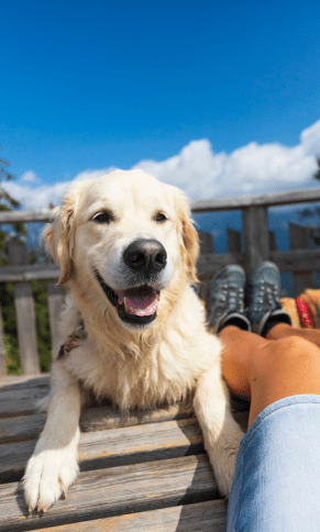 organisierte Aufenthalte mit Hund