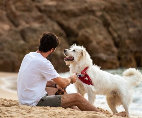 Top 10 des plages autorisées aux chiens en Italie