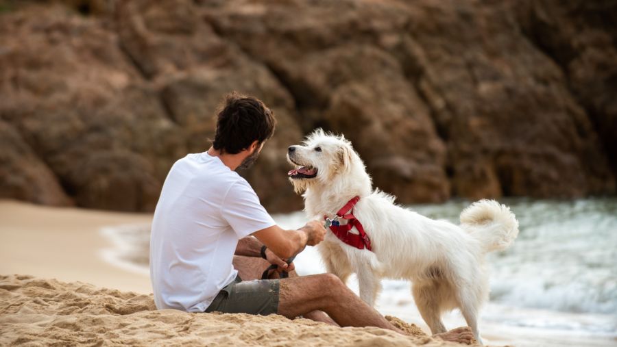Las 10 mejores playas para perros en Italia