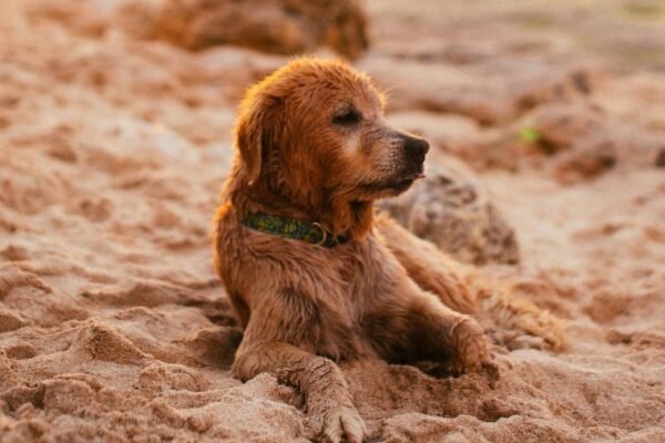 Plage ARVEPANA Onlus Doggie Beach