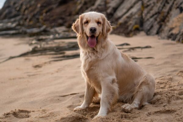 Plage Bagno 81 Dog No Problem