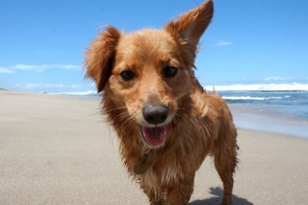 Plage Dog Beach de San Vincenzo