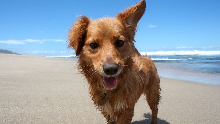 Selfie chien Toscane sur plage en Italie