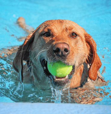 hondenzwembaden en hondenwaterparken in Frankrijk
