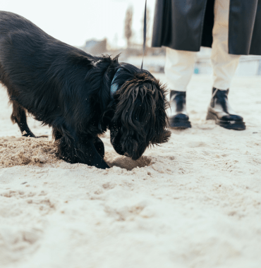 cães são recusados ​​nas praias em ambientes naturais porque podem perturbar os ecossistemas