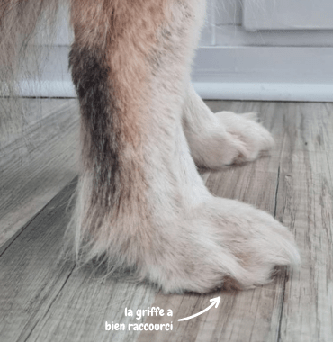 regular trimming of the dog's claws relieved him of pain while walking and during dog sports