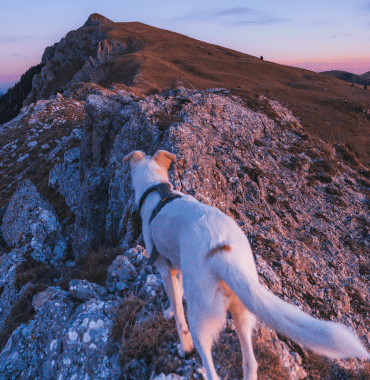 Erkunden Sie mit Ihrem Hund die Berge und Täler der Drôme: den Vercors, das Diois, die Alpen