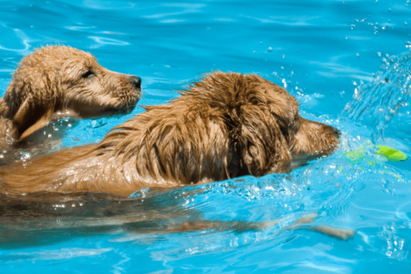 6 water parks for dogs in Europe