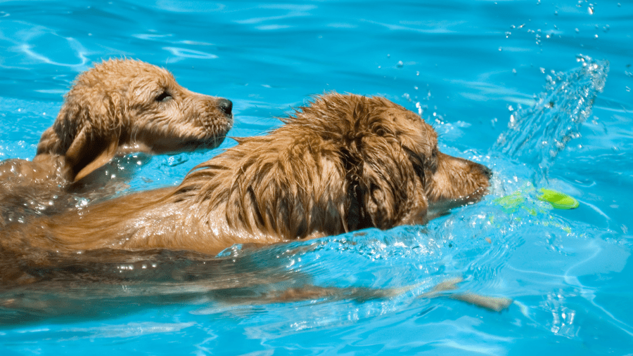 6 Wasserparks für Hunde in Europa