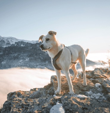 reis met uw hond door de Drôme in Vercors en Diois
