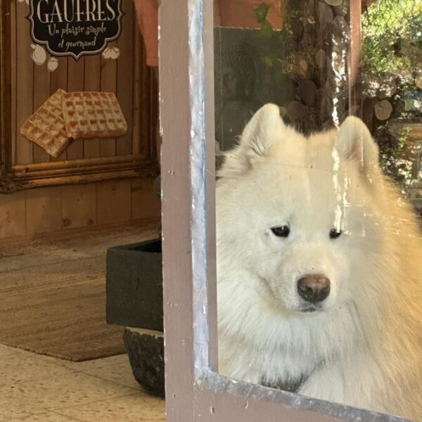 Chiens acceptés pour la visite d'Aven Grotte Forestière en Ardèche proche de Pont saint Esprit