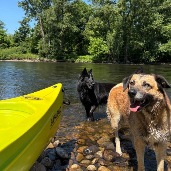 Les chien sont acceptés chez Canoës Safaraid Dordogne dans le Lot à Vayrac en Occitanie