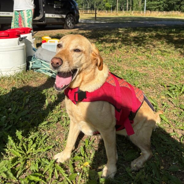 Les chien sont acceptés chez Canoës Safaraid Dordogne dans le Lot à Vayrac en Occitanie