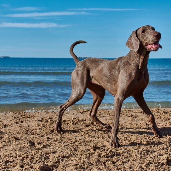 chien à la plage au village vacances VVF Soulac sur Mer, animaux acceptés, vac