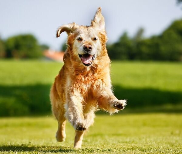 dog running on lawn