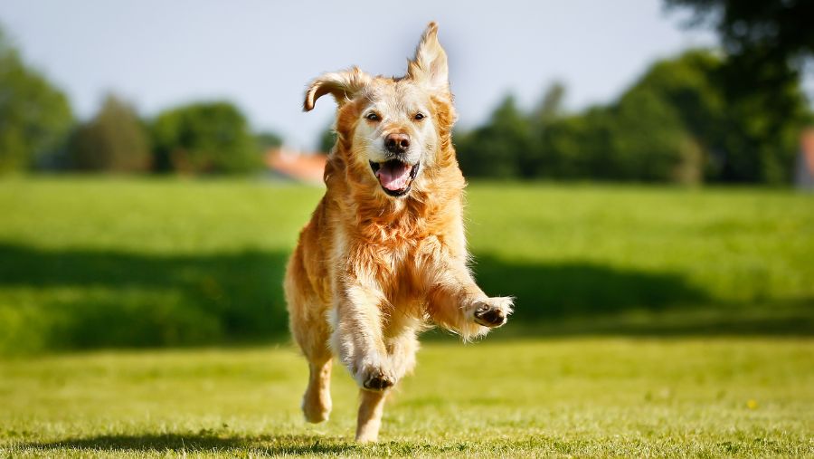 Should you adopt a 100% kibble diet to keep your dog healthy?