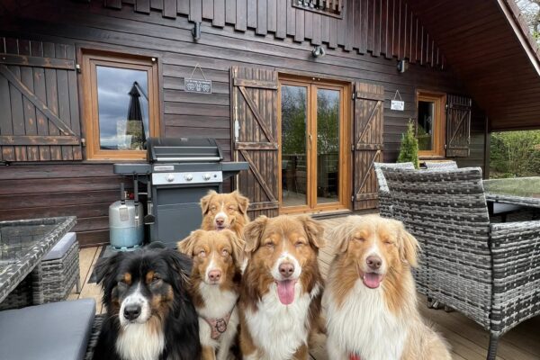 Chalet Peyto by Roof n’Woof