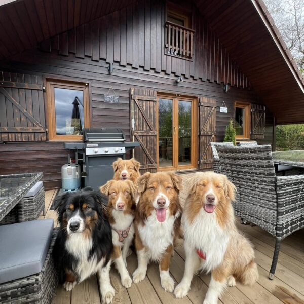 Chalet-Peyto-vacances-avec-son-chien-dans-les-Vosges-le-tholy
