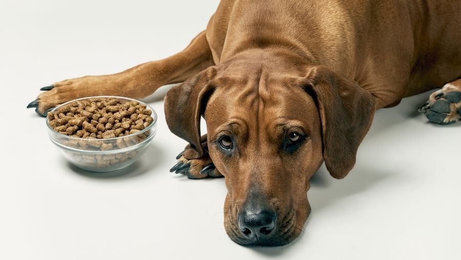 dog next to a bowl of kibble