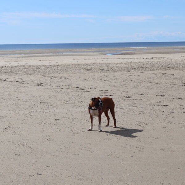 Chiens acceptés sur la plage proche de la Location de vacances l'Arcadia en Baie de Somme à Fort Mahon Plage