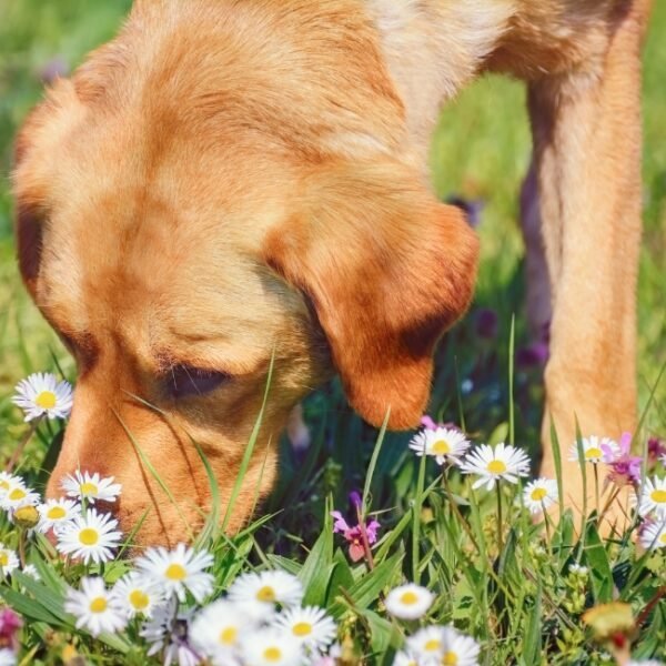 Chiens acceptés au Moulin Morin, Gite en Normandie près de Bayeux dans le Calvados